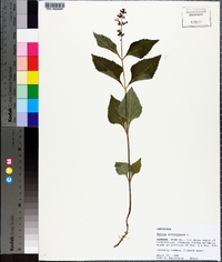 Salvia urticifolia image