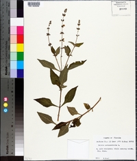 Salvia urticifolia image