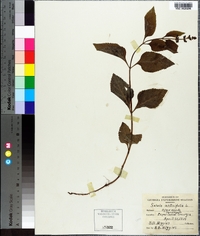 Salvia urticifolia image