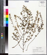Calamintha nepeta subsp. glandulosa image
