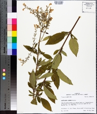 Scutellaria incana image