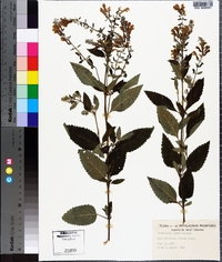 Scutellaria incana image