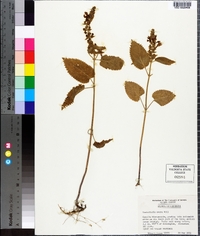 Scutellaria ovata image