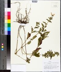 Scutellaria alabamensis image