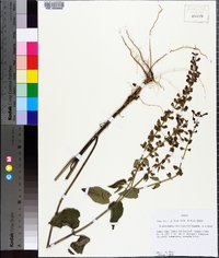 Scutellaria cardiophylla image