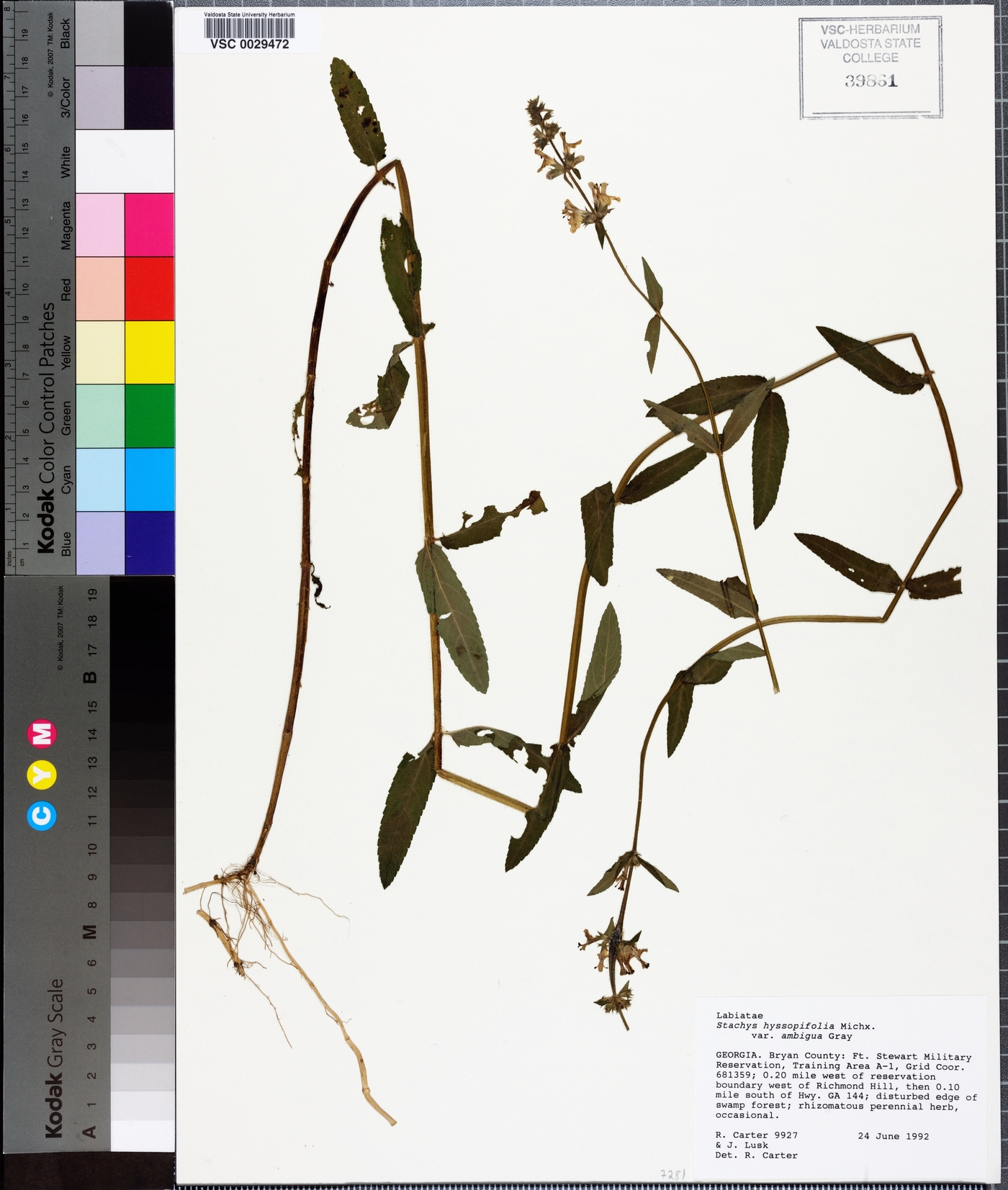 Stachys aspera image