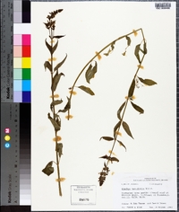 Stachys tenuifolia image