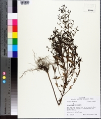 Trichostema dichotomum image