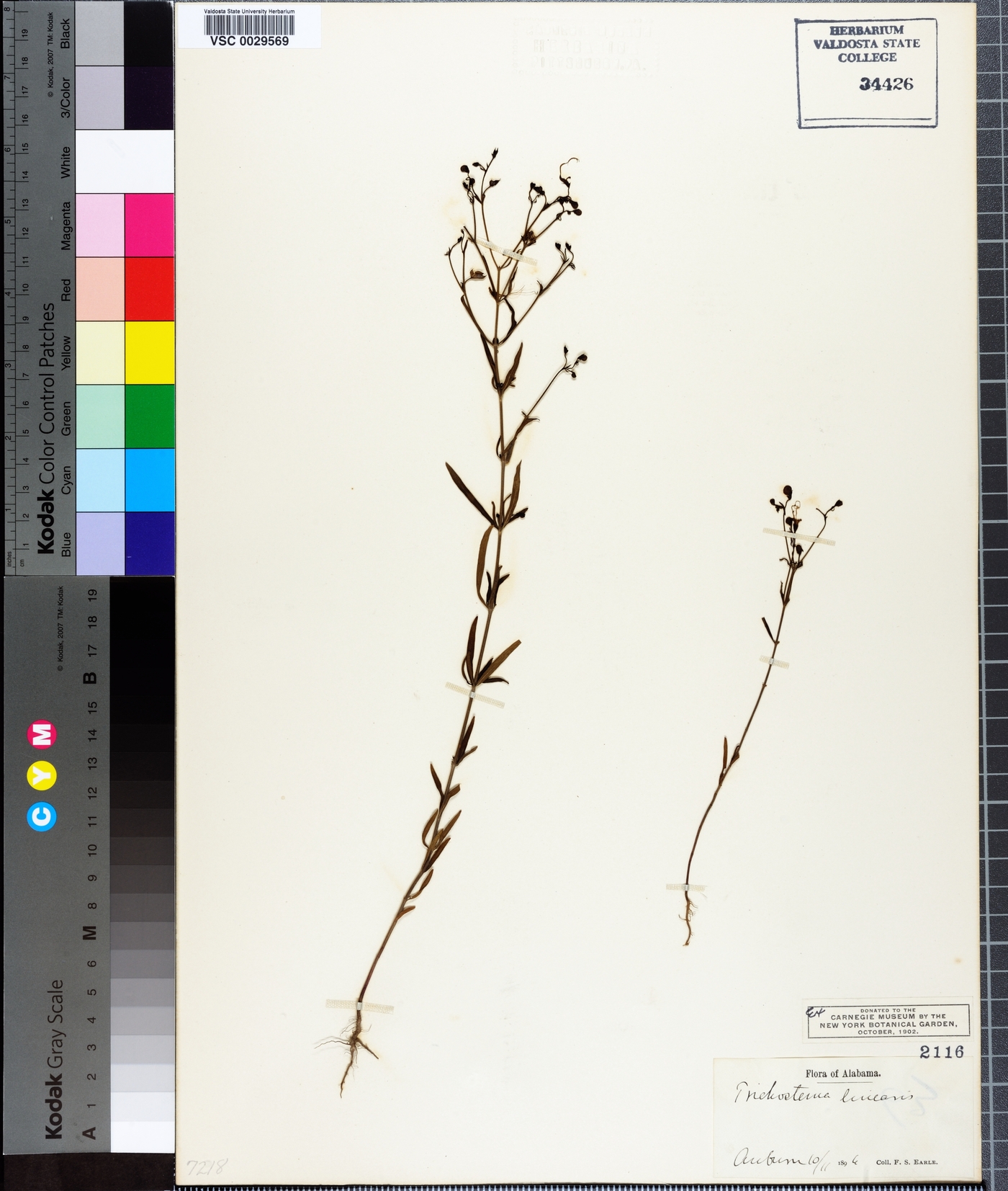 Trichostema setaceum image