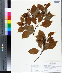 Cinnamomum camphora image