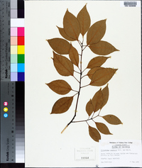 Cinnamomum camphora image