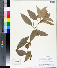 Cinnamomum camphora image