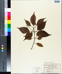 Cinnamomum camphora image