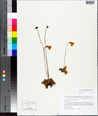 Pinguicula lutea image