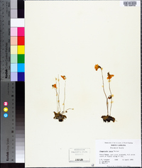 Pinguicula lutea image