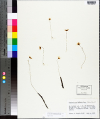 Utricularia gibba image