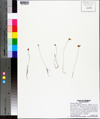 Utricularia gibba image