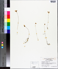 Utricularia gibba image