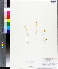 Utricularia gibba image