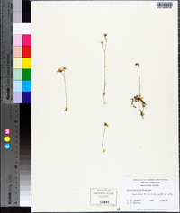 Utricularia gibba image