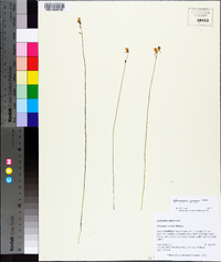 Utricularia juncea image