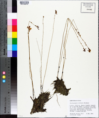 Utricularia cornuta image