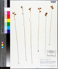 Utricularia cornuta image