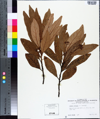 Persea borbonia image
