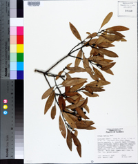 Persea humilis image