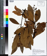 Persea palustris image