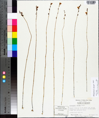 Utricularia juncea image