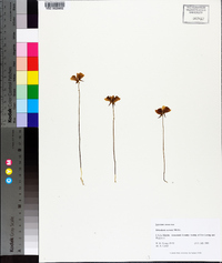 Utricularia cornuta image