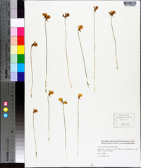 Utricularia cornuta image