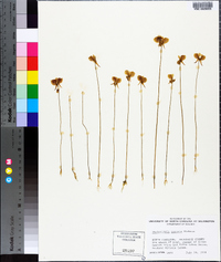 Utricularia cornuta image