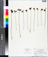 Utricularia cornuta image