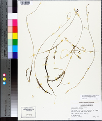 Utricularia gibba image