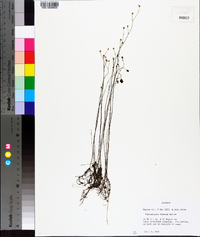 Utricularia gibba image