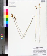 Utricularia juncea image