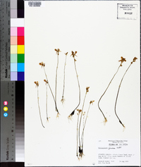 Utricularia juncea image