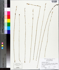 Utricularia juncea image