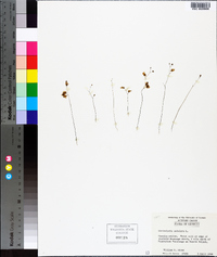 Utricularia subulata image