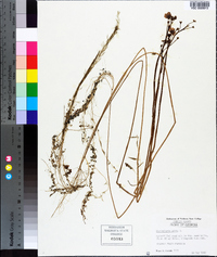 Utricularia gibba image