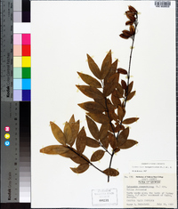 Gelsemium sempervirens image