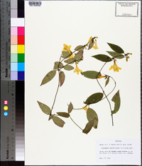 Gelsemium sempervirens image