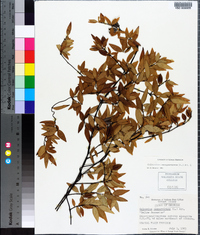 Gelsemium sempervirens image