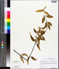 Gelsemium sempervirens image