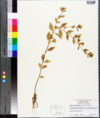 Cuphea carthagenensis image