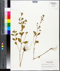 Cuphea carthagenensis image