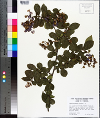 Lagerstroemia indica image