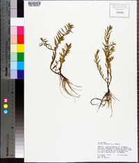 Rotala ramosior image